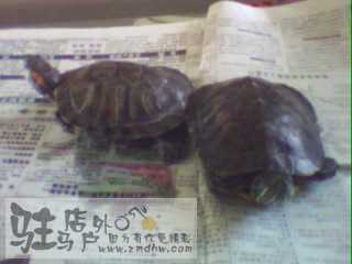 IMG0015A.jpg