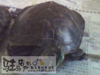 IMG0011A.jpg