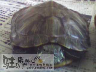 IMG0012A.jpg