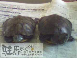 IMG0010A.jpg