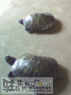 IMG0006A.jpg