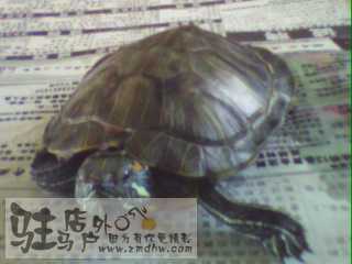 IMG0019A.jpg