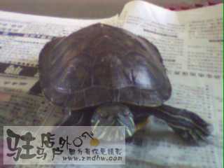 IMG0016A.jpg