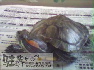 IMG0017A.jpg