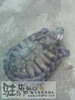 IMG0008A.jpg