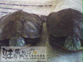 IMG0013A.jpg