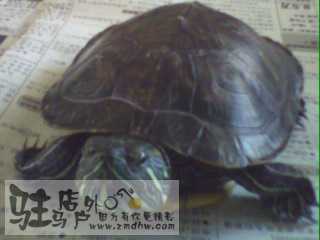 IMG0018A.jpg